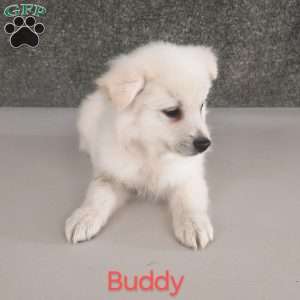 Buddy, American Eskimo Puppy